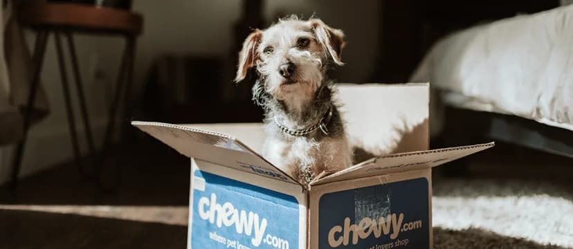 Pet Stock Chewy Surges 20% on Robust Results